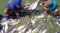 Năm 2015, bình quân mỗi kg cá tra giảm khoảng 20.000 đồng